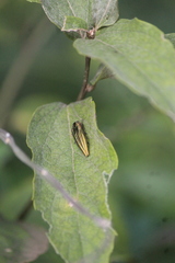 Agrilus sulcatulus