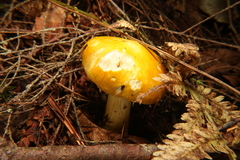 Tricholoma luridum