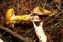 Tricholoma luridum