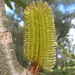 Silver Banksia - Photo (c) Nathan Johnson, some rights reserved (CC BY-NC-SA)