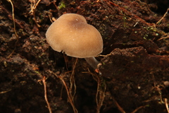 Hydropus rugosodiscus