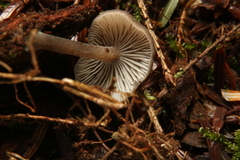 Hydropus rugosodiscus