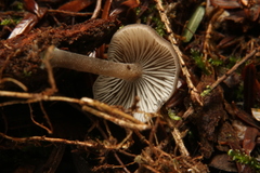 Hydropus rugosodiscus