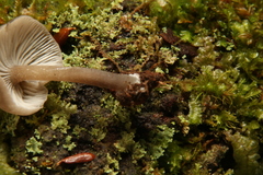 Hydropus rugosodiscus