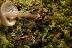 Hydropus rugosodiscus