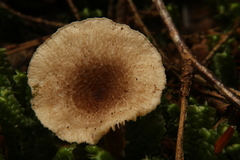 Lactarius griseus