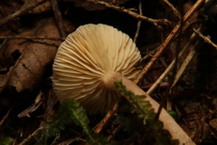 Lactarius griseus