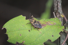 Brochymena tenebrosa