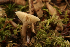 Lactarius griseus