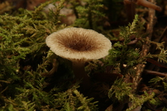 Lactarius griseus