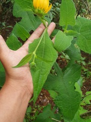 Smallanthus oaxacanus