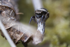 Habronattus oregonensis