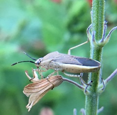 Catorhintha selector