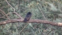 Melaenornis pammelaina ater