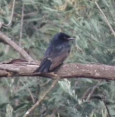Melaenornis pammelaina ater