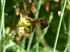 Metisella metis metis