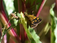 Metisella metis metis
