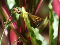 Metisella metis metis