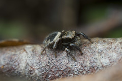 Habronattus oregonensis