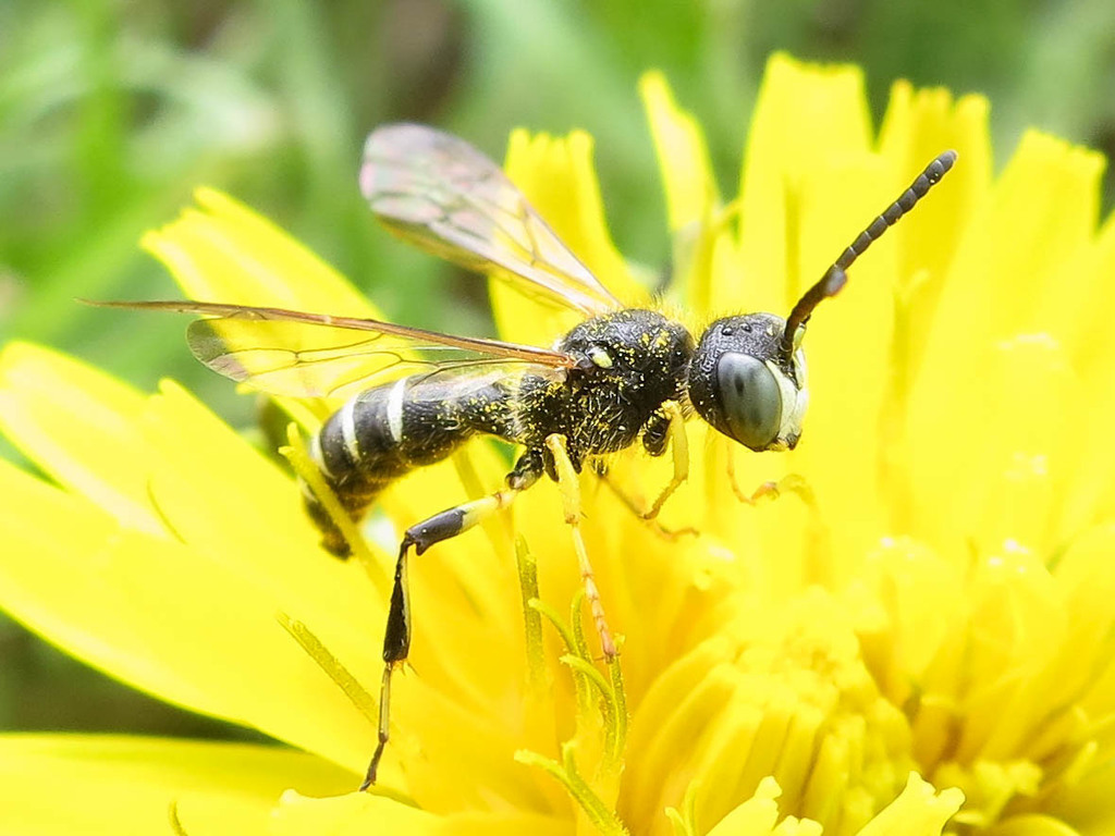 Cerceris nigrescens