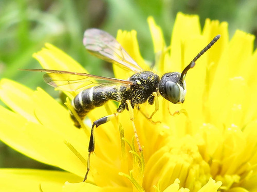 Cerceris nigrescens
