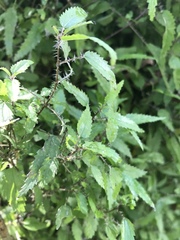 Urtica perconfusa