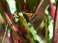 Metisella metis metis