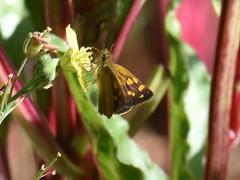 Metisella metis metis