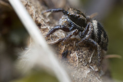 Habronattus oregonensis
