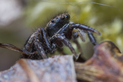 Habronattus oregonensis