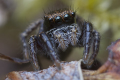 Habronattus oregonensis
