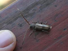 Crinarnoldius maculatus