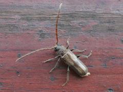 Crinarnoldius maculatus