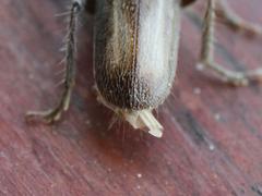 Crinarnoldius maculatus