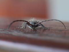 Crinarnoldius maculatus