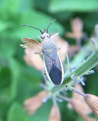 Catorhintha selector