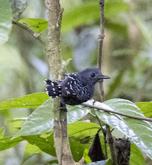 Willisornis poecilinotus