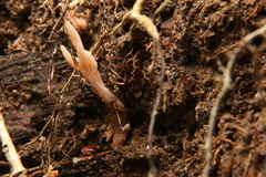 Clavulina castaneipes