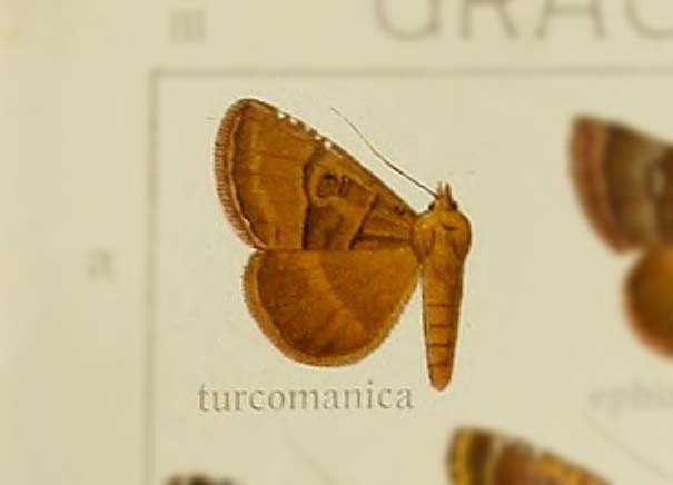 Anthracia turcomanica