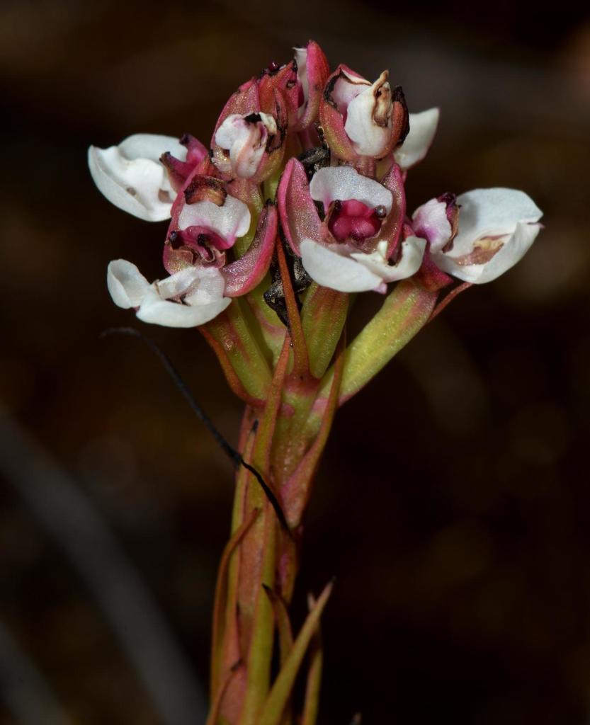 Ivory Shield Orchid