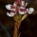 Ceratandra globosa - Photo (c) Rolf Theodor Borlinghaus,  זכויות יוצרים חלקיות (CC BY-NC), הועלה על ידי Rolf Theodor Borlinghaus