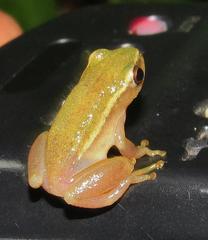 Hyperolius pickersgilli