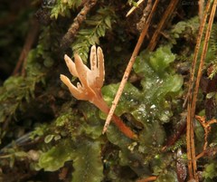 Clavulina castaneipes