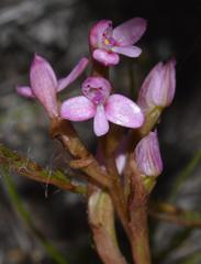 Disa vaginata