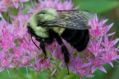 Bombus impatiens