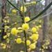 Swamp Wattle - Photo (c) Shelomi Doyle, some rights reserved (CC BY-NC), uploaded by Shelomi Doyle