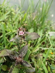 Ruellieae