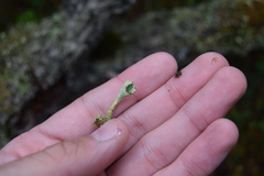 Cladonia umbricola