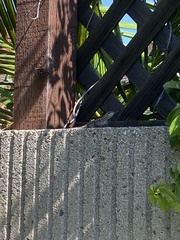 Sceloporus occidentalis
