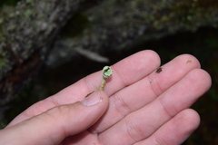 Cladonia umbricola